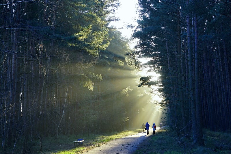 Forest path for walking contemplation